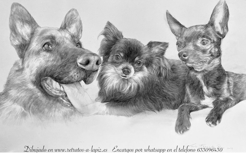 Retratos de mascotas por | Retratos de perros y animales