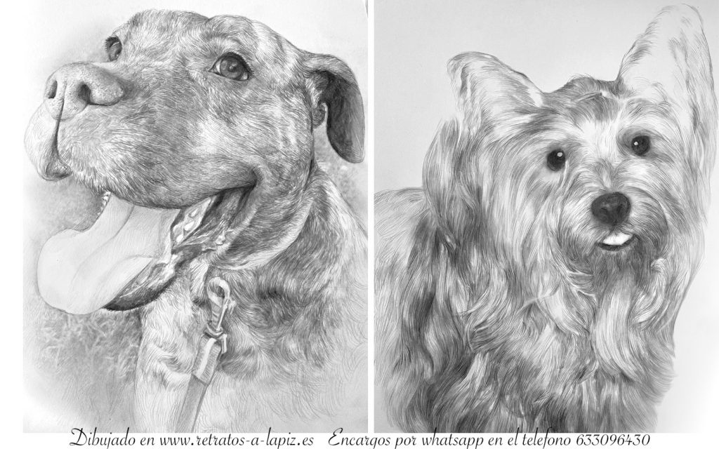 Retratos de perros dibujados a lápiz