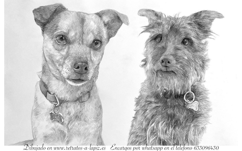 Retratos de perros a lápiz