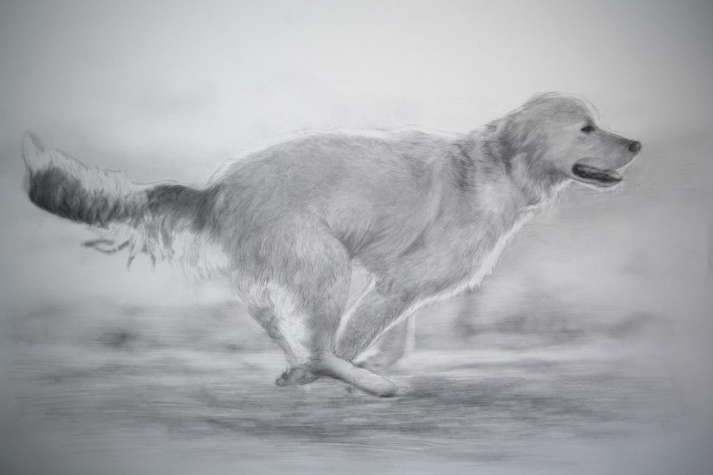 dibujo de perro corriendo a lápiz