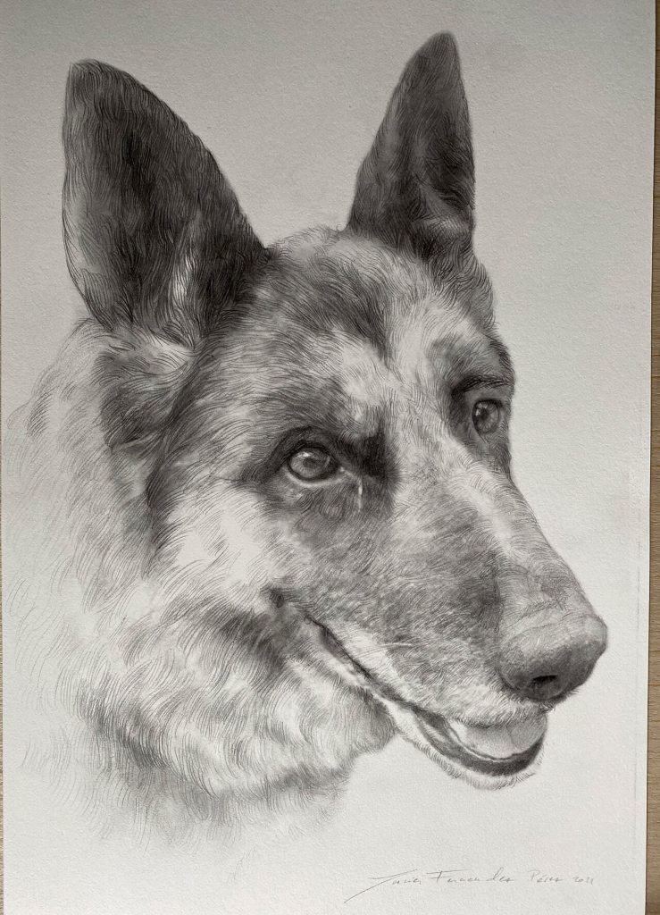 dibujo-a-lapiz-de-perro