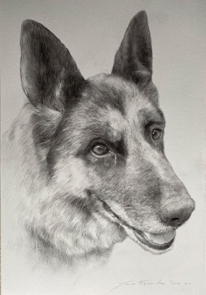 Retrato a lápiz de pastor alemán